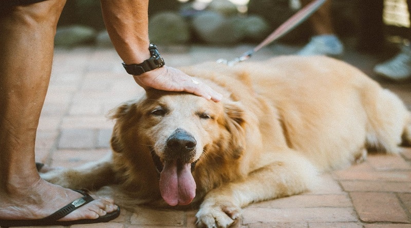 Man petting a Golden Retriever