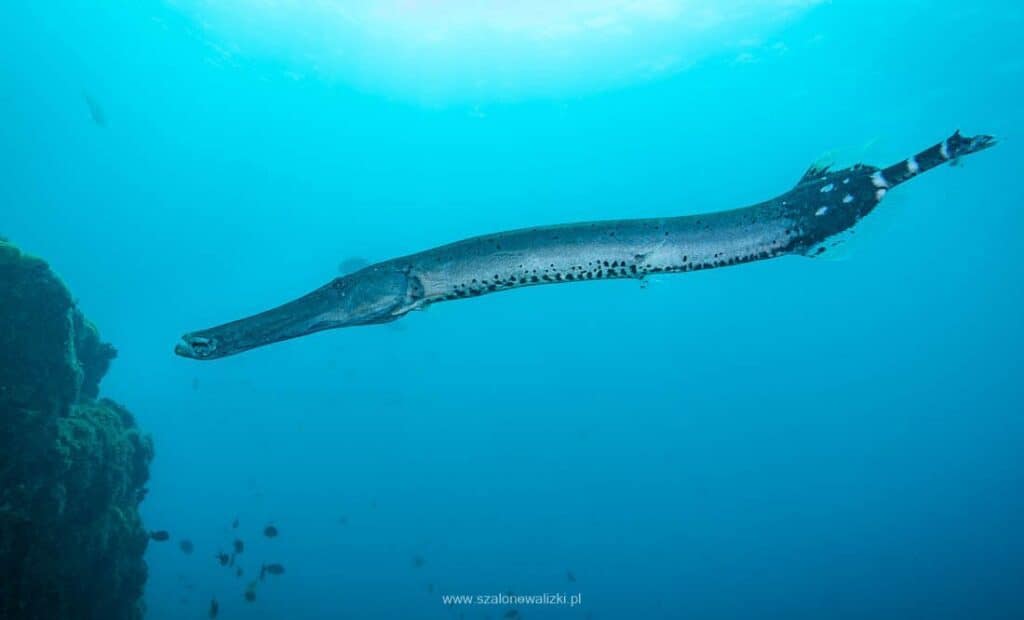 trumpet fish