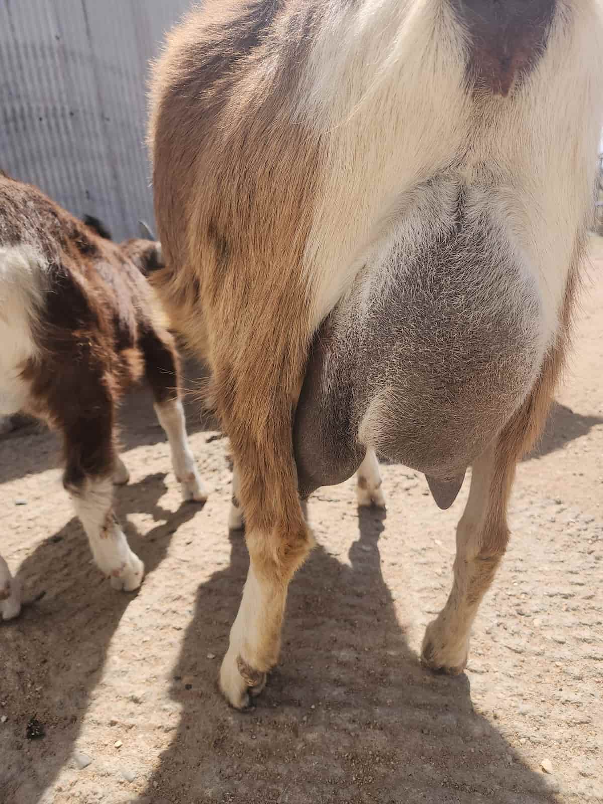 a close up of a goat's udder, half of which is not productive
