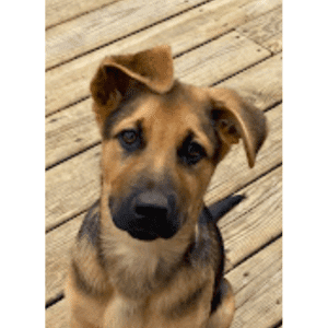 Eden Prairie Puppy Training Student – Go Anywhere Dog®, Eden Prairie, MN, Puppy Training