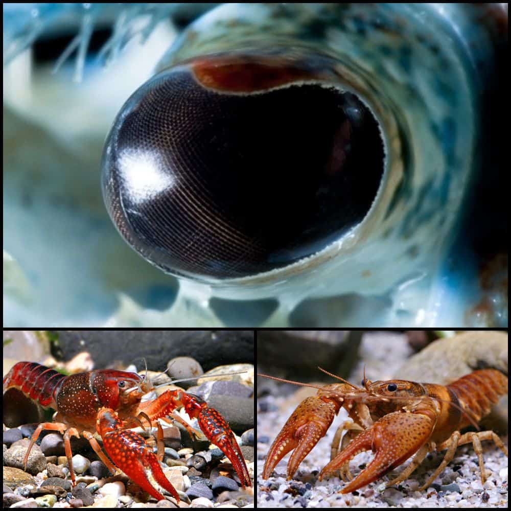 ochi de langusta gokid