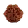 3 Mukhi Rudraksha