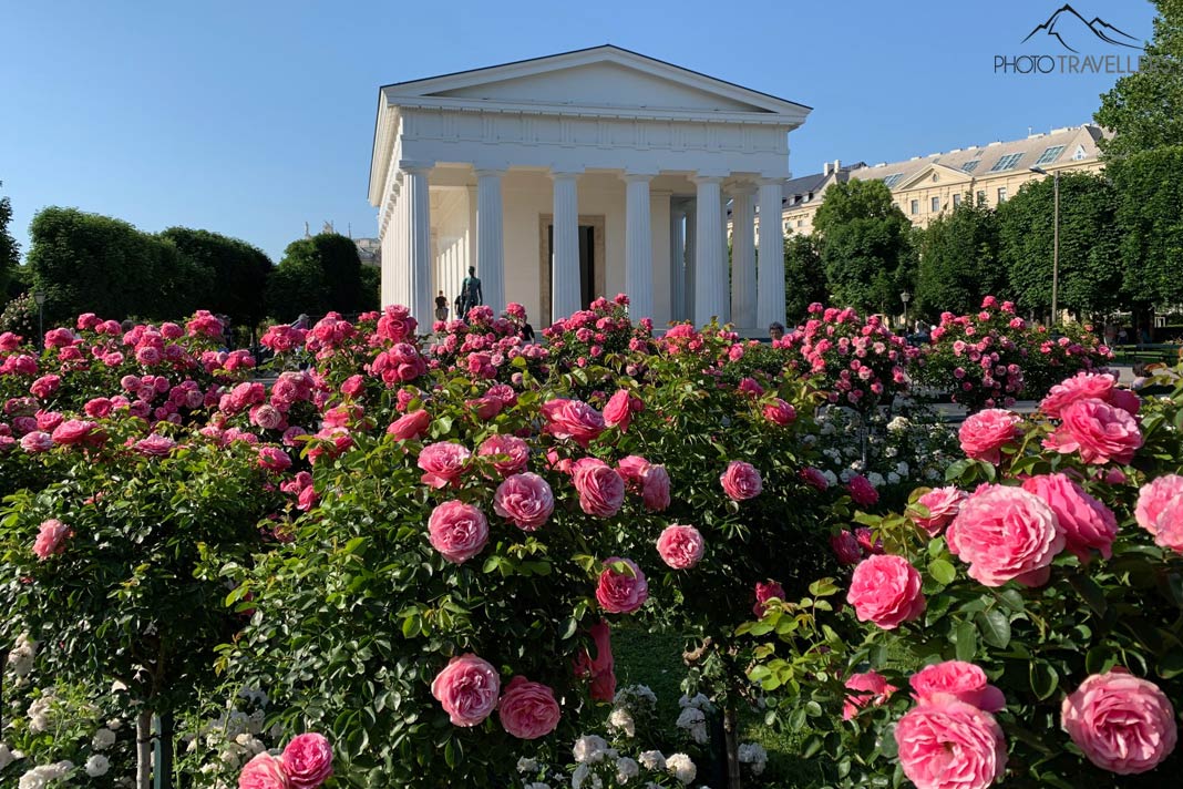 Rosen im Wiener Volksgarten mit Blick auf den Theseustempel
