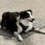 Mia, a Hopkins dog, after training for anxiety and fear with Go Anywhere Dog