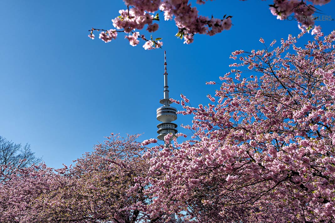 Blick durch rosa Kirschblüten auf den Olympiaturm, München
