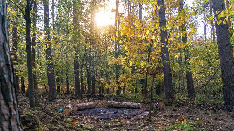 Dieses Bild zeigt den Wald