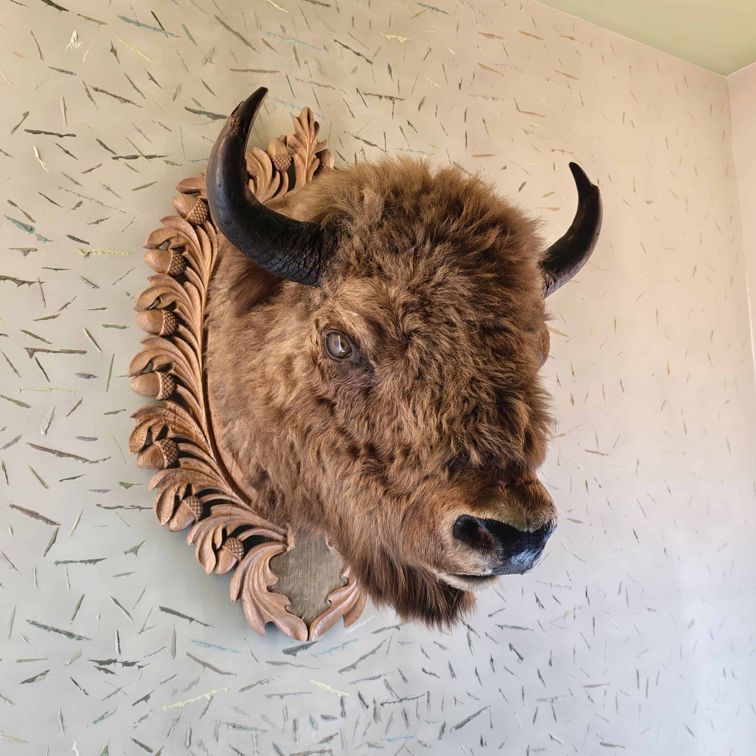 Muzeul cinegetic Posada - cap de zimbru