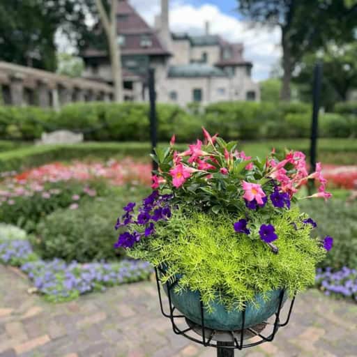 image-20250718-202530-301dbe84_sm Vibrant pink and purple petunias in a garden at The History Museum with historic buildings and lush greenery in the background.