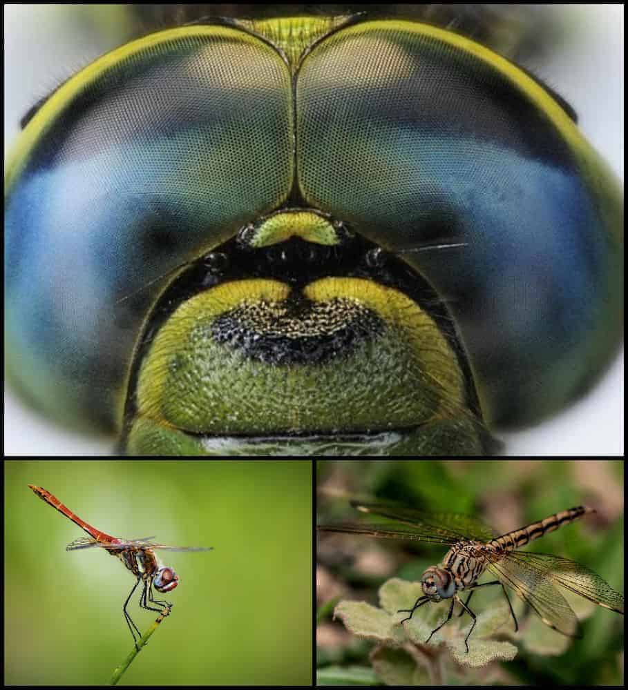 ochi de libelula gokid