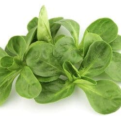 fetica lamb's lettuce mâche valeriana hierba de los canónigos Feldsalat gokid legume ordonate alfabetic