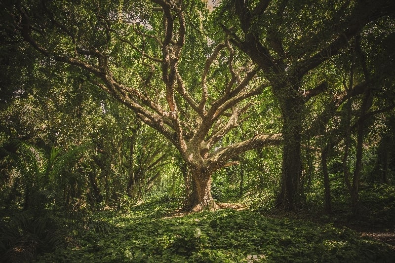Povestile Ewei: Prolog. Inceputuri. Poveste terapeutica NLP copac gradina-magica