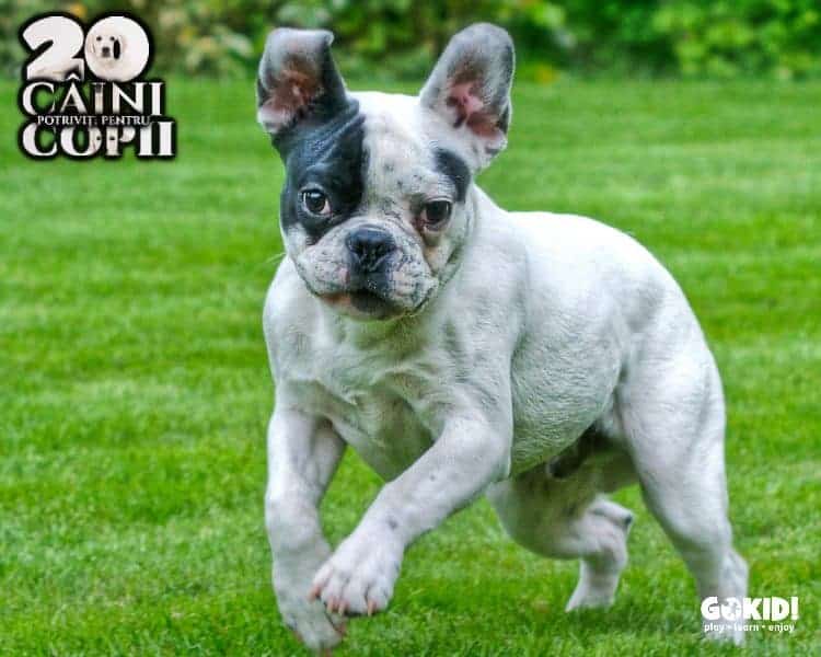 bulldog francez caini pentru familii cu copii