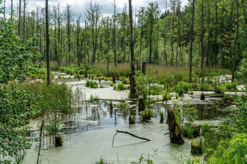 dzikie mazury