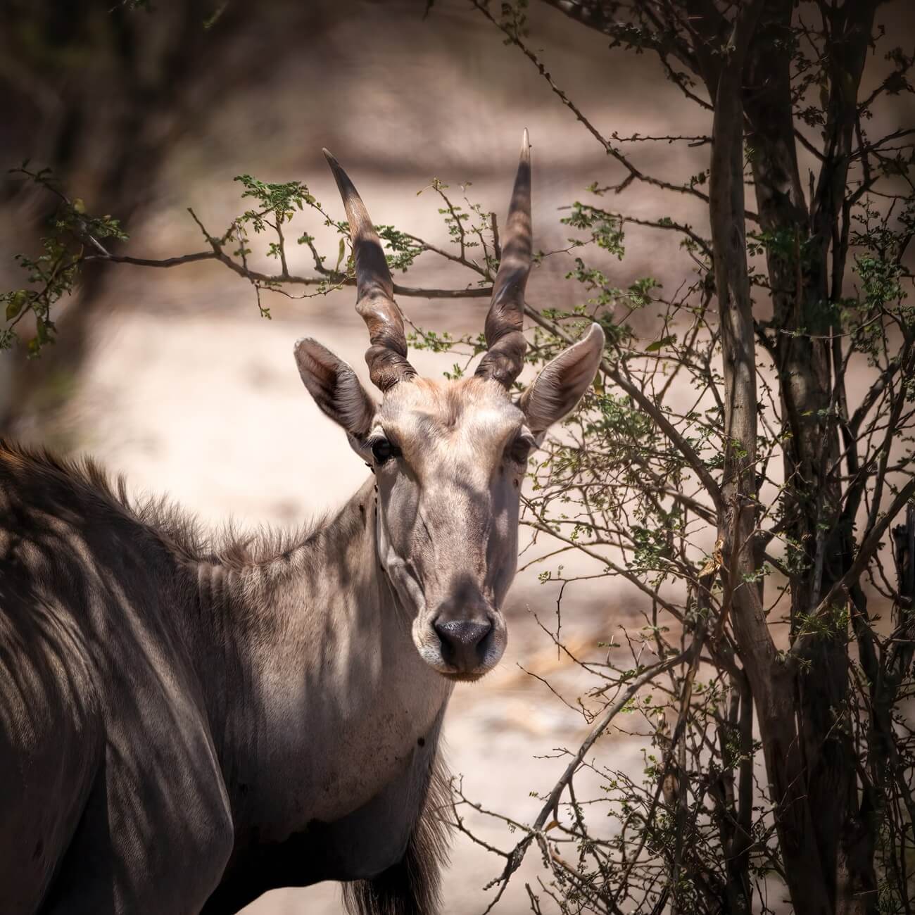 eland-antelope-portrait-khamab Portrait of an African antelope that's the size of a moose, showcasing its long, spiraled horns and alert expression seen at Khamab Kalahari reserve.