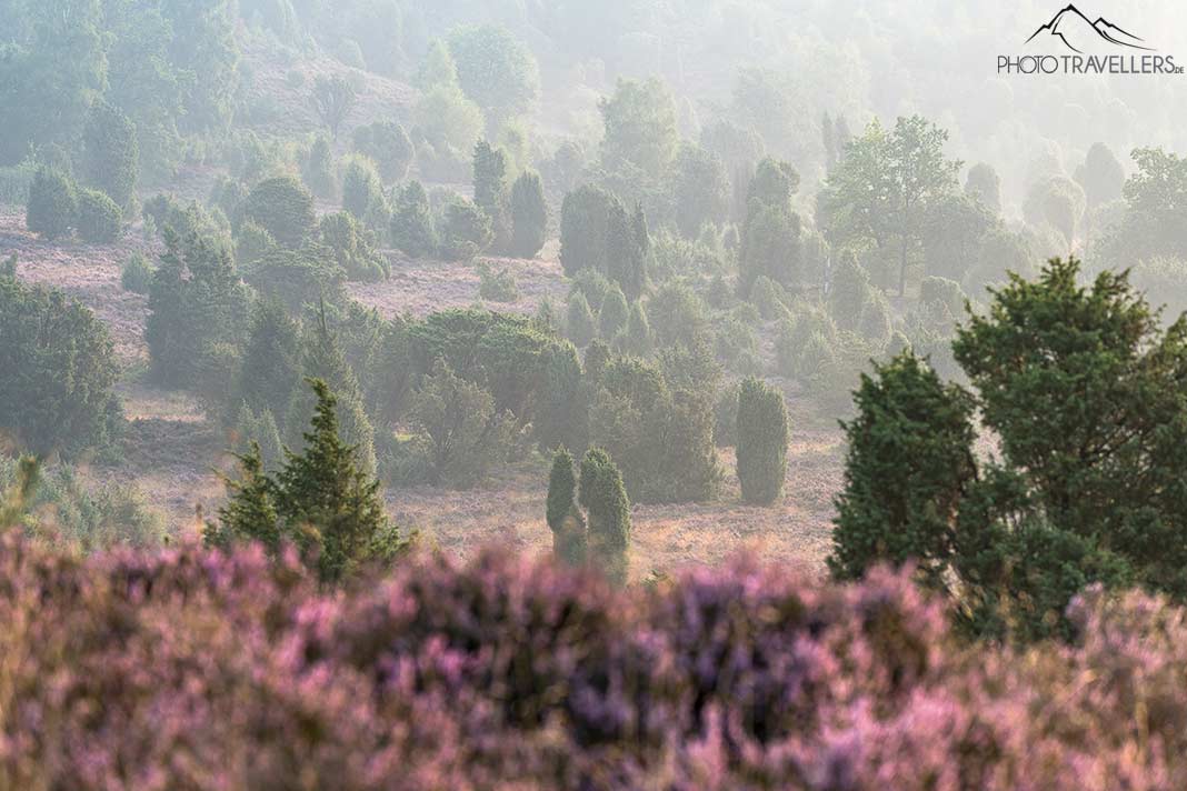 Mystische Morgenstimmung in der Lüneburger Heide