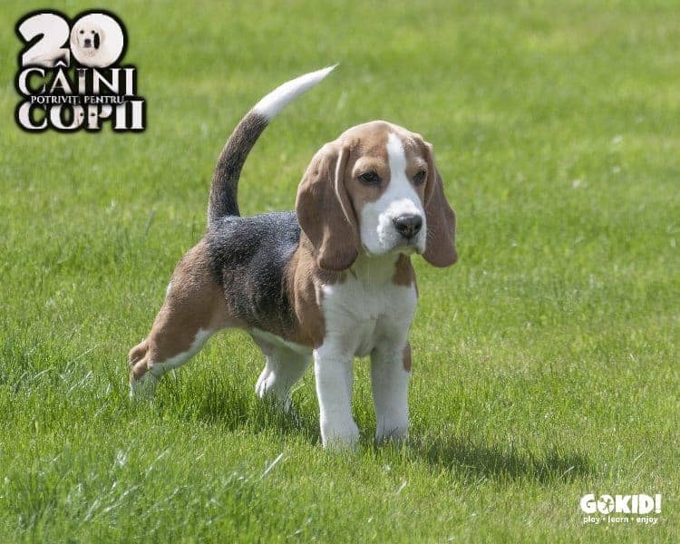 Beagle caini pentru familii cu copii