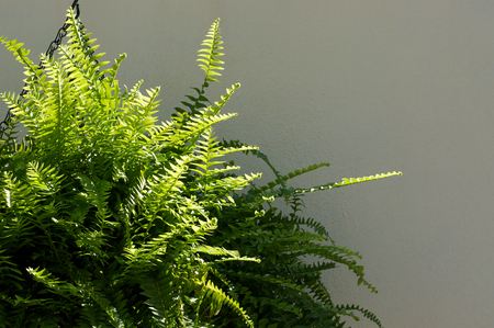 Boston Fern