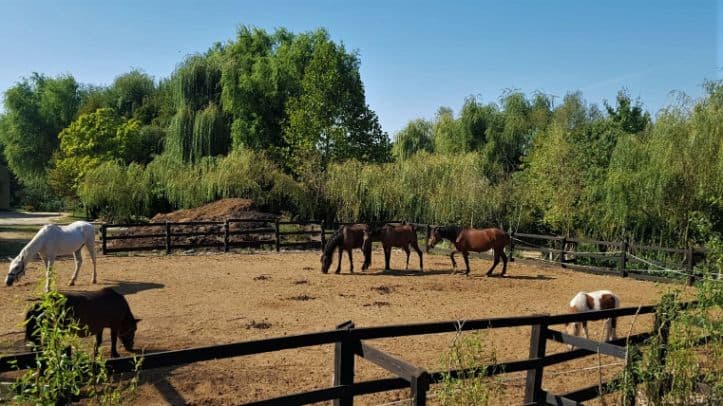 Lagoo Snagov cai Locuri de Petreceri in Aer Liber pentru Copii Bucuresti