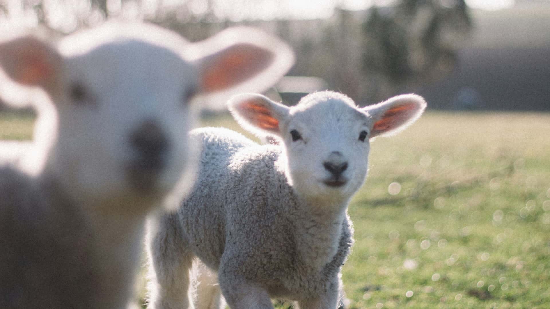 Schafe auf einer Weide Urlaub auf dem Bauernhof beliebteste Höfe 2025 Reisekompass