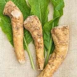 hrean horseradish raifort rafano rábano picante Meerrettich gokid legume ordonate alfabetic
