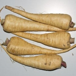 pastarnac parsnip panais pastinaca chirivía Pastinak gokid legume ordonate alfabetic