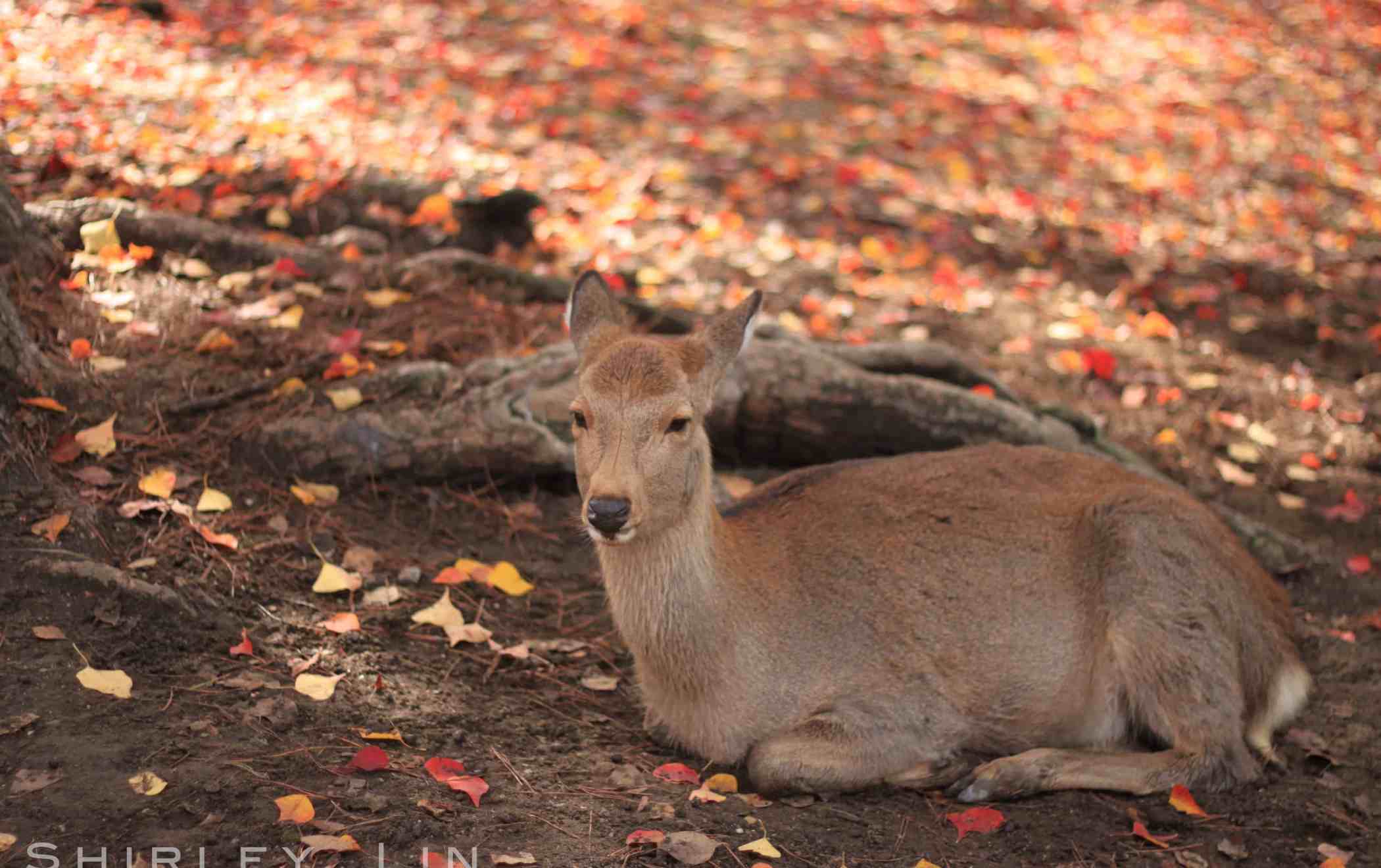 img_6694%e6%8b%b7%e8%b2%9d