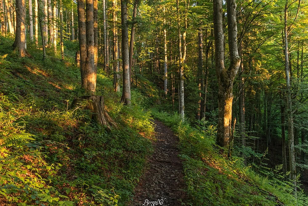Ein schmaler Waldsteig
