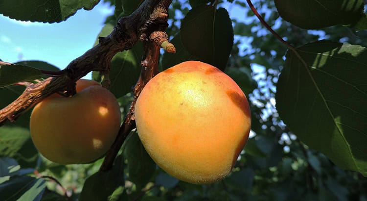 Marillenernte Wachau 2019