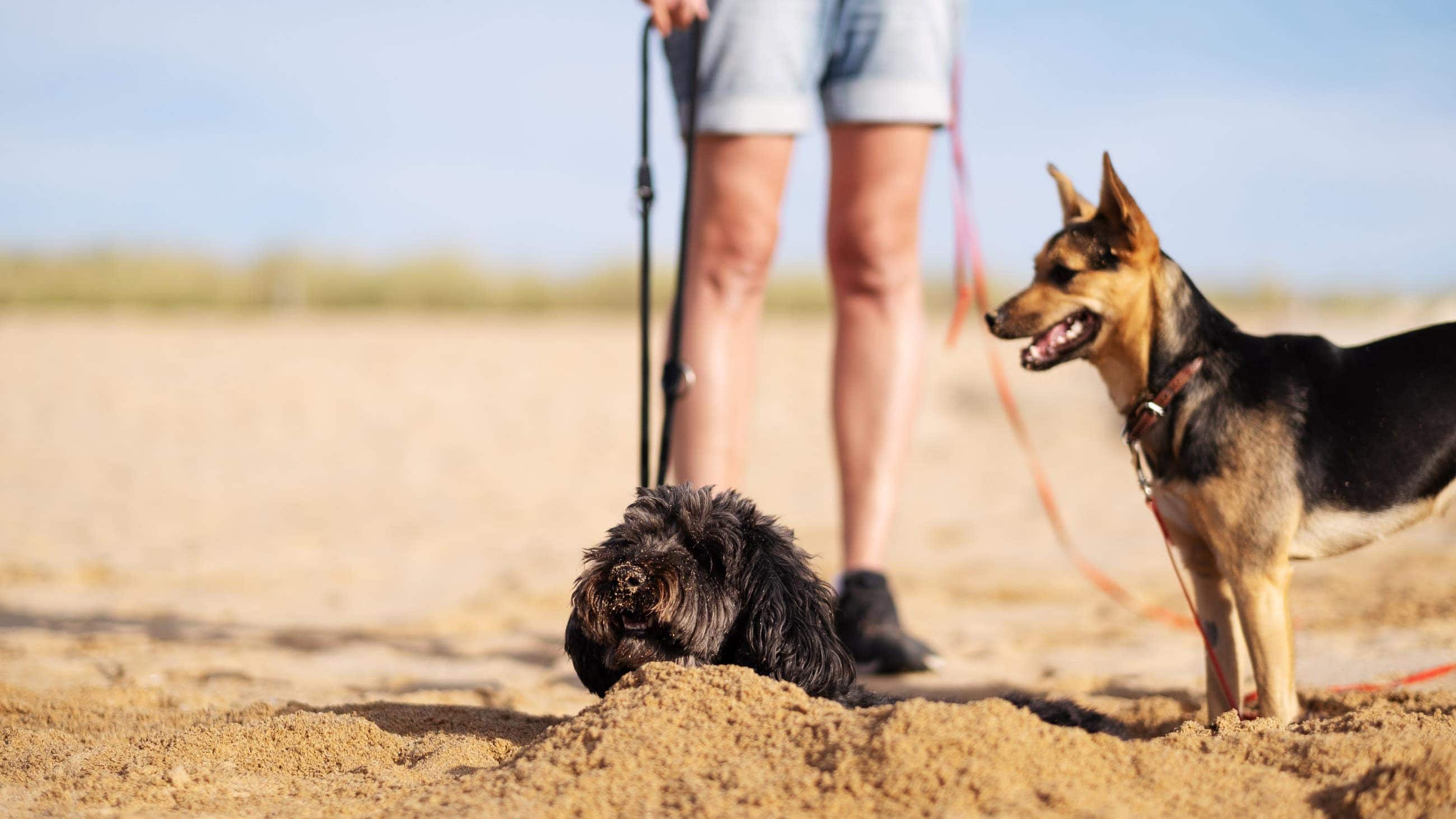 Elli Toffi Annette Bara