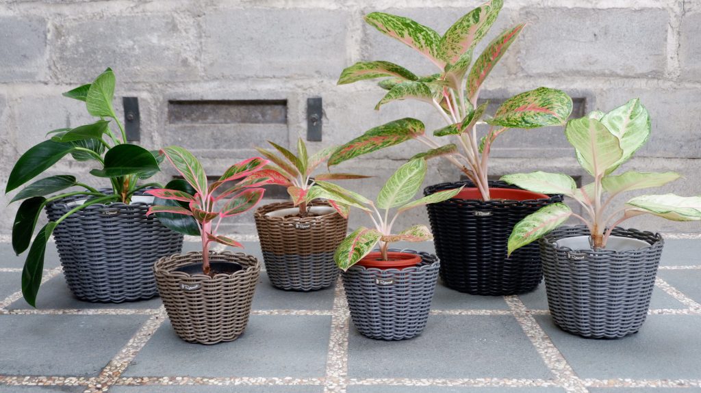 Pilihan pot rotan sintetik untuk koleksi aglonema 3 DSCF0025