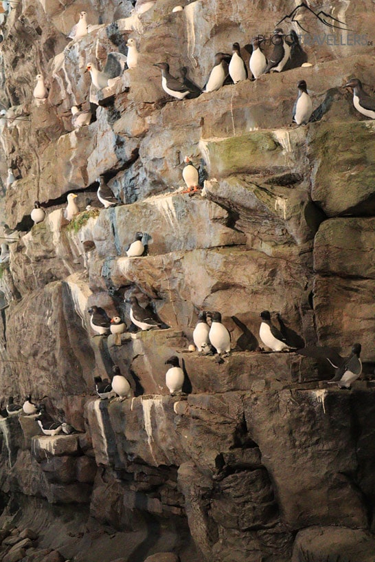 Der Vogelfelsen mit ausgestopften Vögeln im Museum der Naturwunder Islands im Perlan in Reykjavík