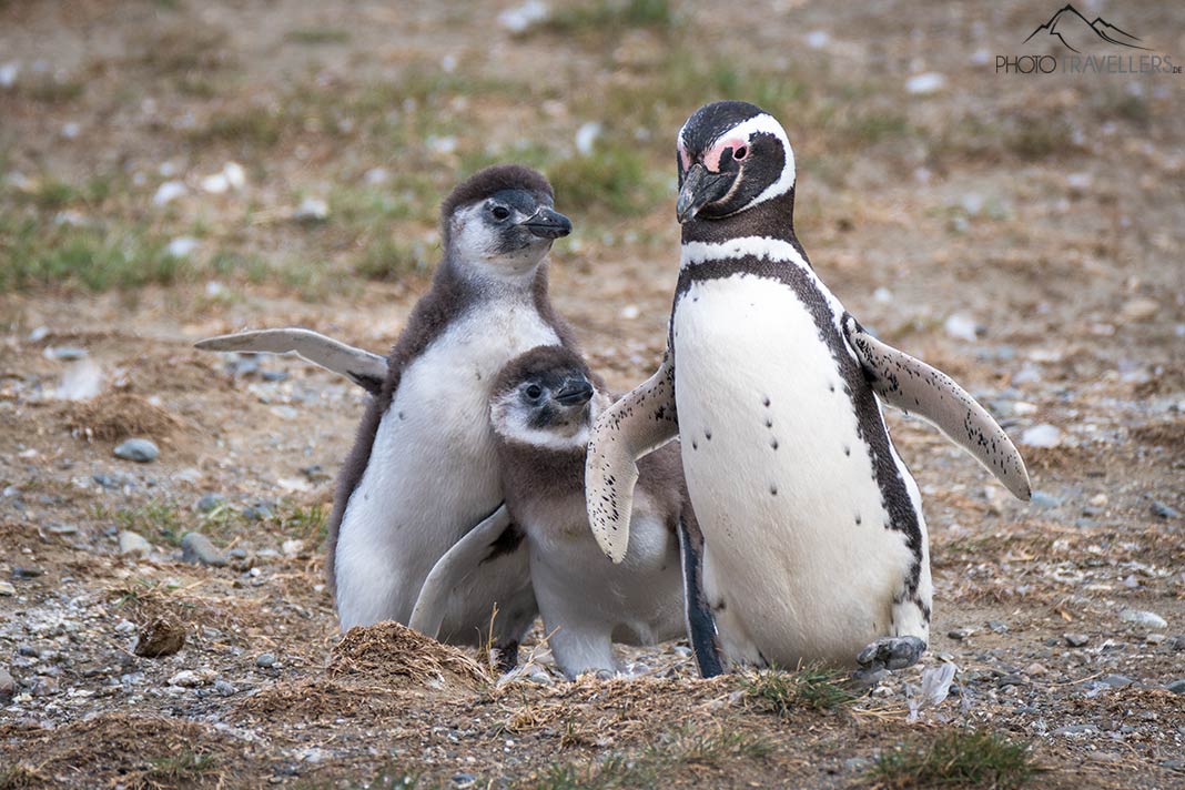 Ein ausgewachsener Magellan-Pinguin mit zwei Jungen auf der Isla Magdalena