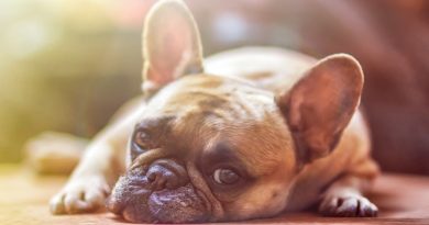 Fawn Colored French Bulldog - The Best Ways You Can Be Frugal When It Comes To Pet Ownership