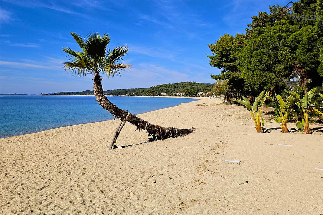 Ein Palme nebst Bäumen ziert den Sandstrand von Toroni