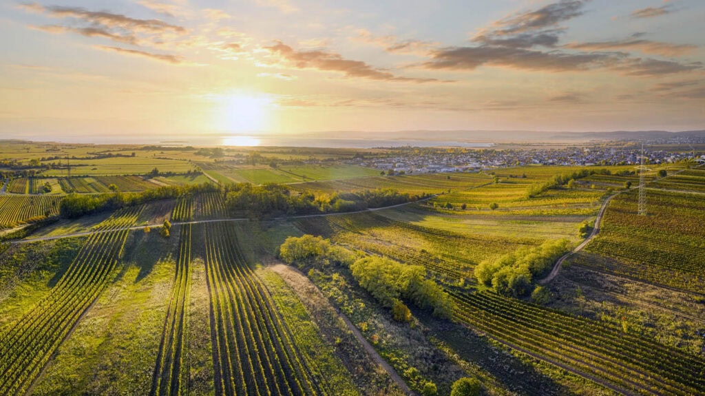 Vineyards at Lake Neusiedl at sunset, typical for the region.