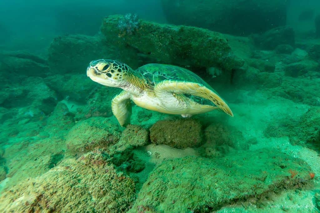 nurkowanie na sri lance