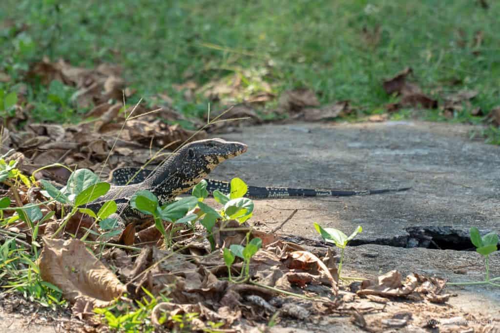polskie noclegi na sri lance