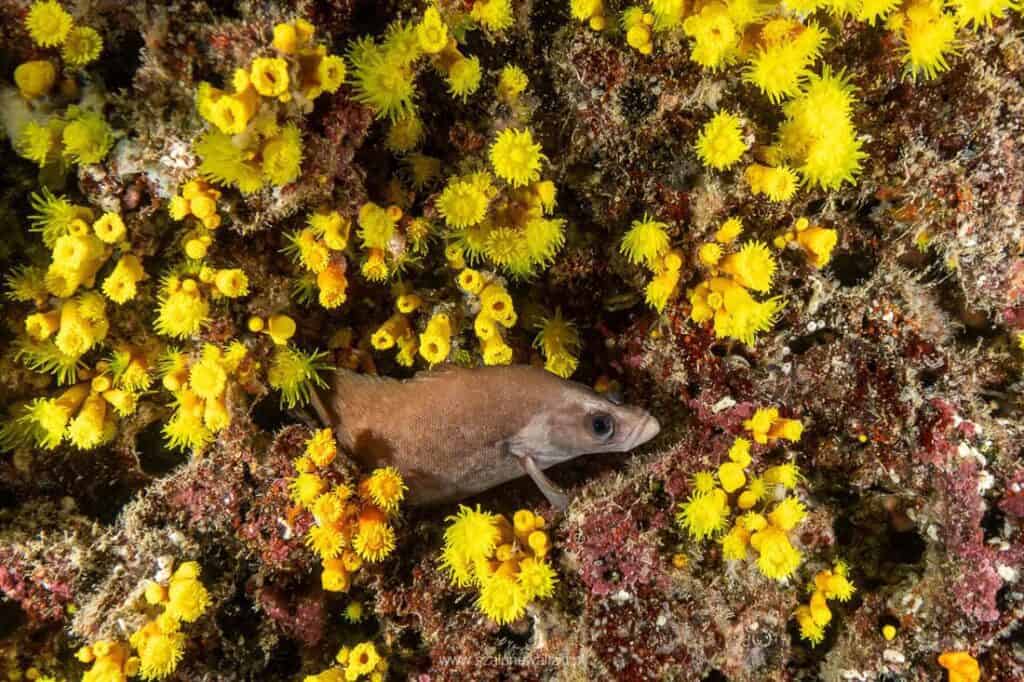 nurkowanie na cabo verde