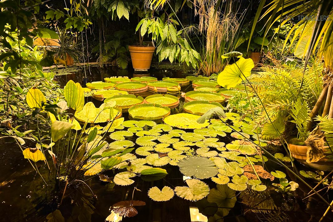 Ein Teich mit Seerosen im Victoriahuset im Botanischen Garten in Oslo
