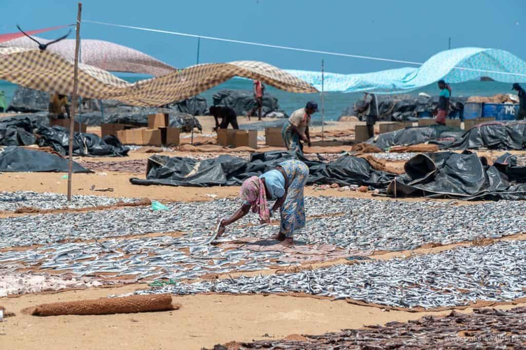 fish market w negombo