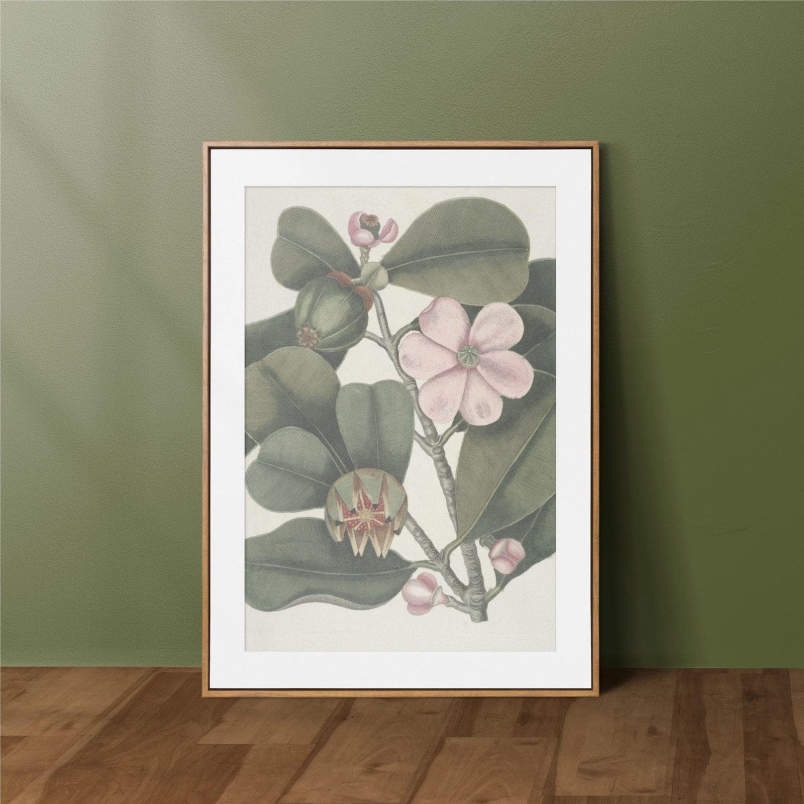 il_fullxfull.7888627279_eltj.jpg Mark Catesby - Printable Wall Art, English Artist, Natural History, Digital Download