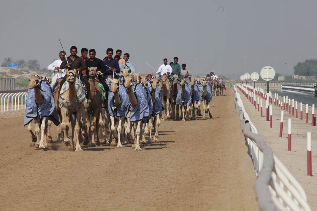 Die Kamel Rennen in Abu Dhabi