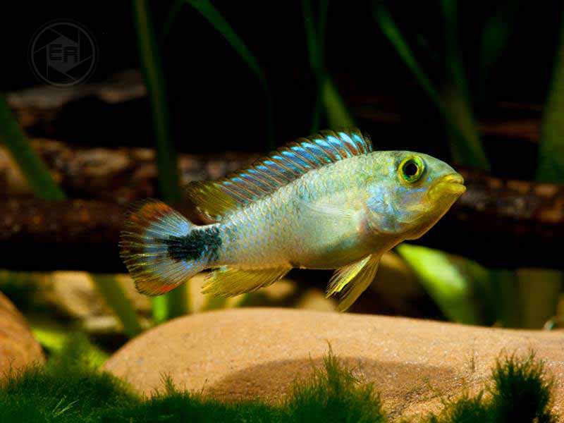 Apistogramma pandurini