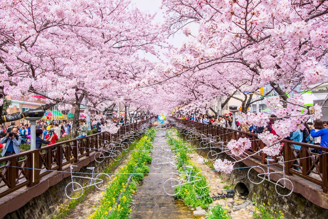 Blühende Kirschbäume beim Jinhae Gunhangje Festival, Südkorea