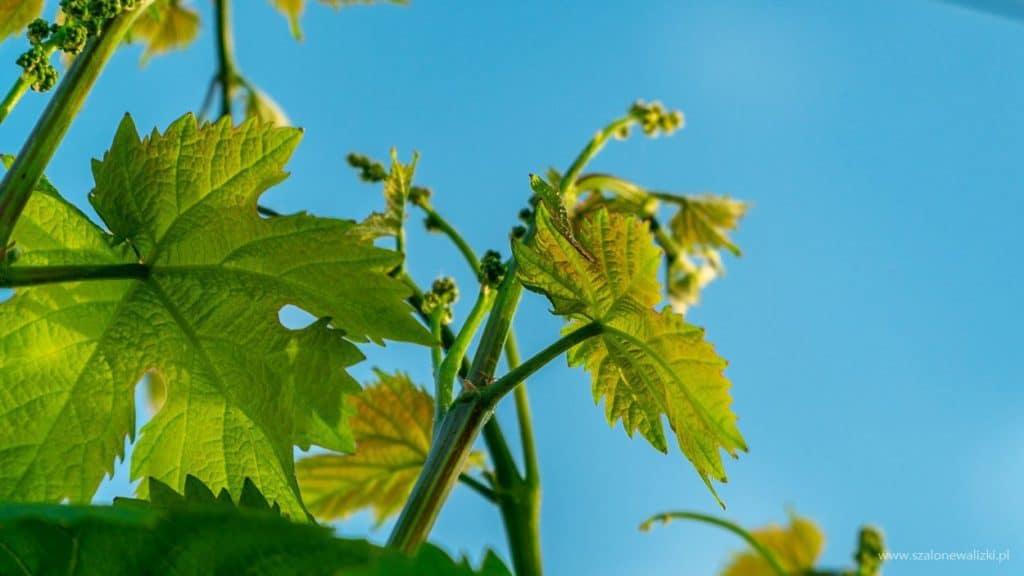 winnica szedmak borhaz w tokaju