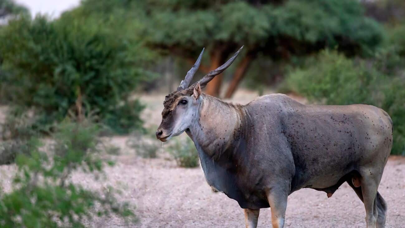 mature-eland-bull-profile-khamab A profile view of an African antelope that's the size of a moose, showing its muscular body, thick neck, and the loose skin fold called a dewlap hanging from its throat at Khamab Kalahari reserve.
