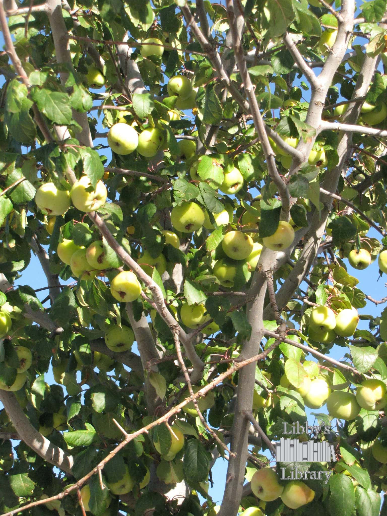 CRACH Fruit trees