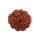 8 Mukhi Rudraksha