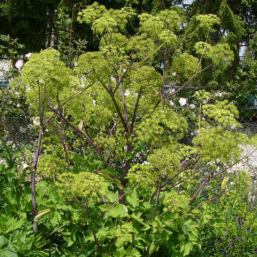 Angelica archangelica / Echte Engelwurz