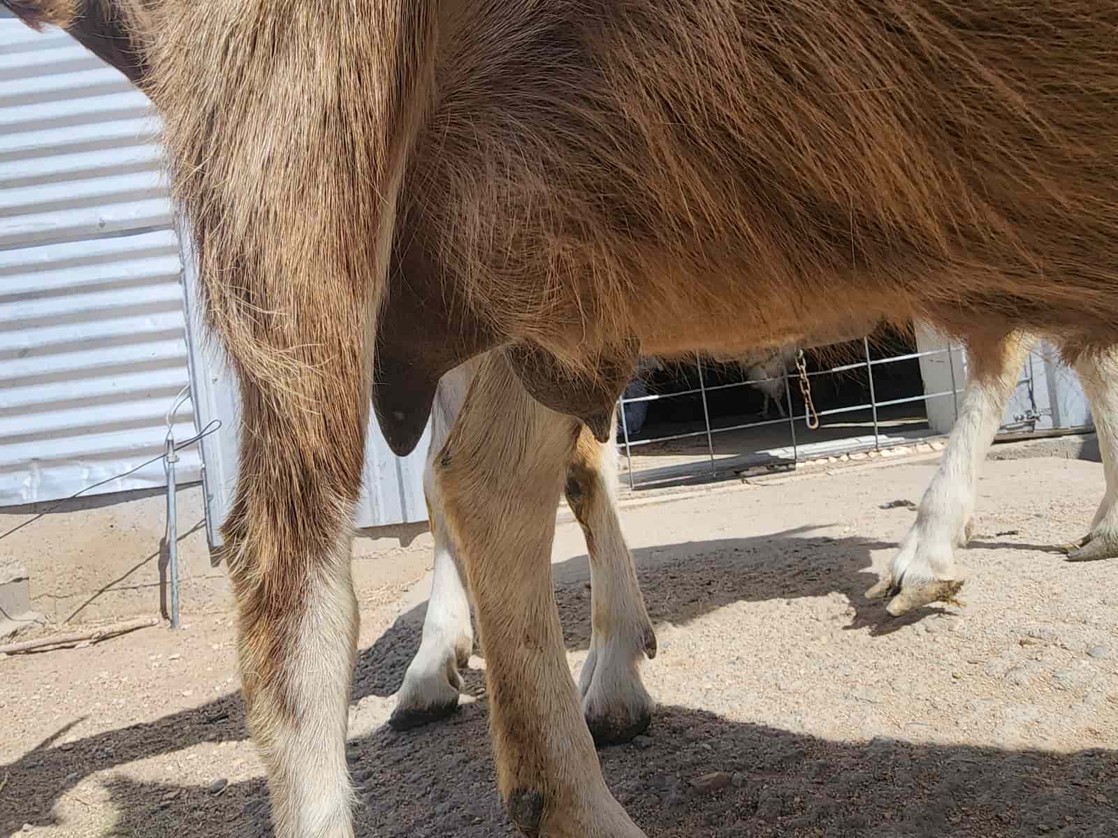 a close up of a goat's udder front view. One half of the udder is not producing